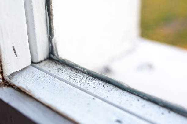 Best Emergency Mold Remediation  in Clay, AL