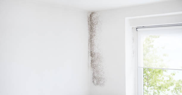 Best Basement Mold Removal  in Clay, AL