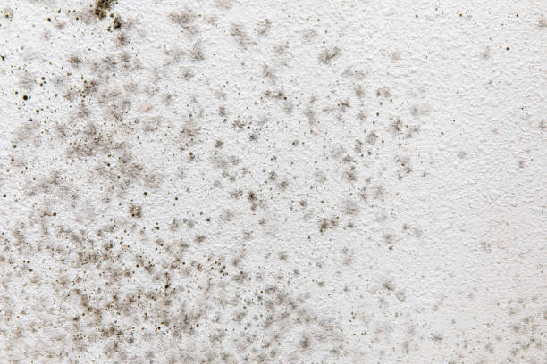 Best Airborne Mold Testing  in Clay, AL