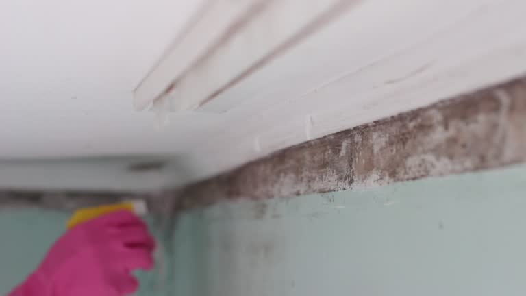 Best Black Mold Removal  in Clay, AL